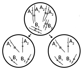 clone-cellulaire