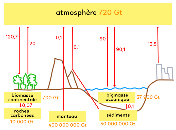 cycle-carbone2_copie