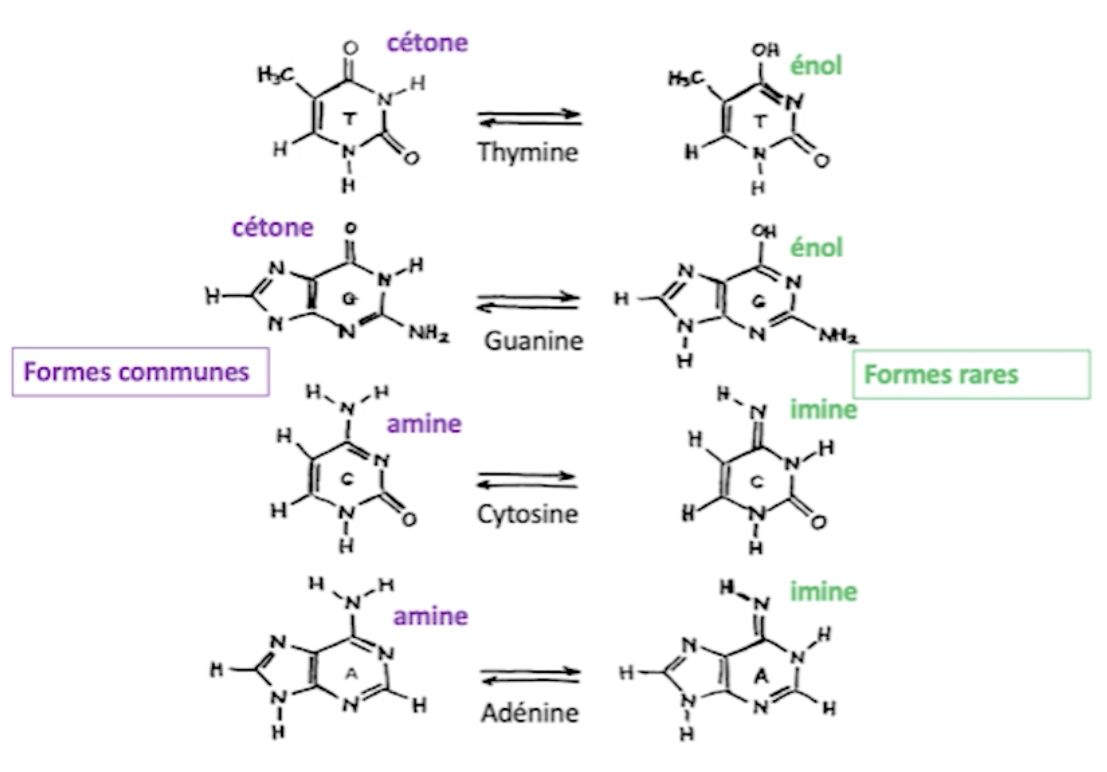 mutation-adn2