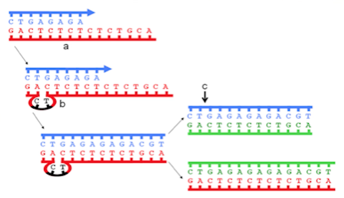 mutation-adn5