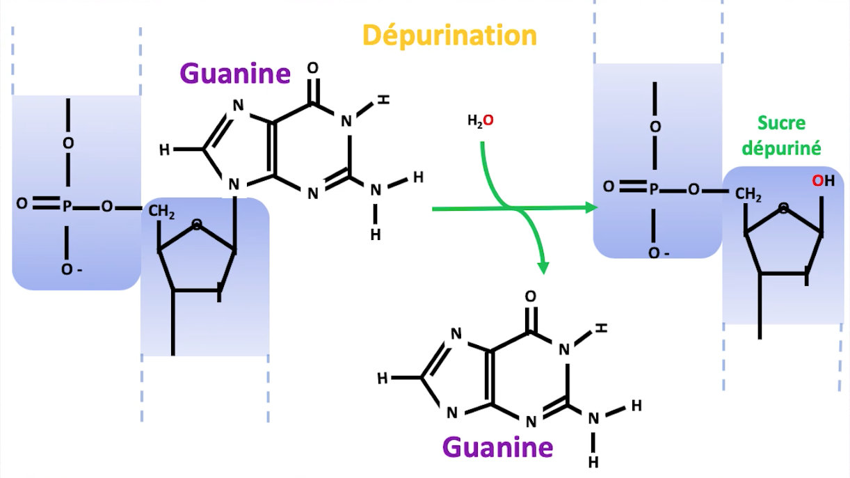 mutation-adn6