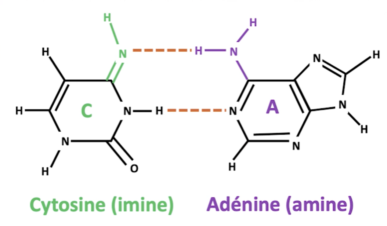 mutations-ADN3