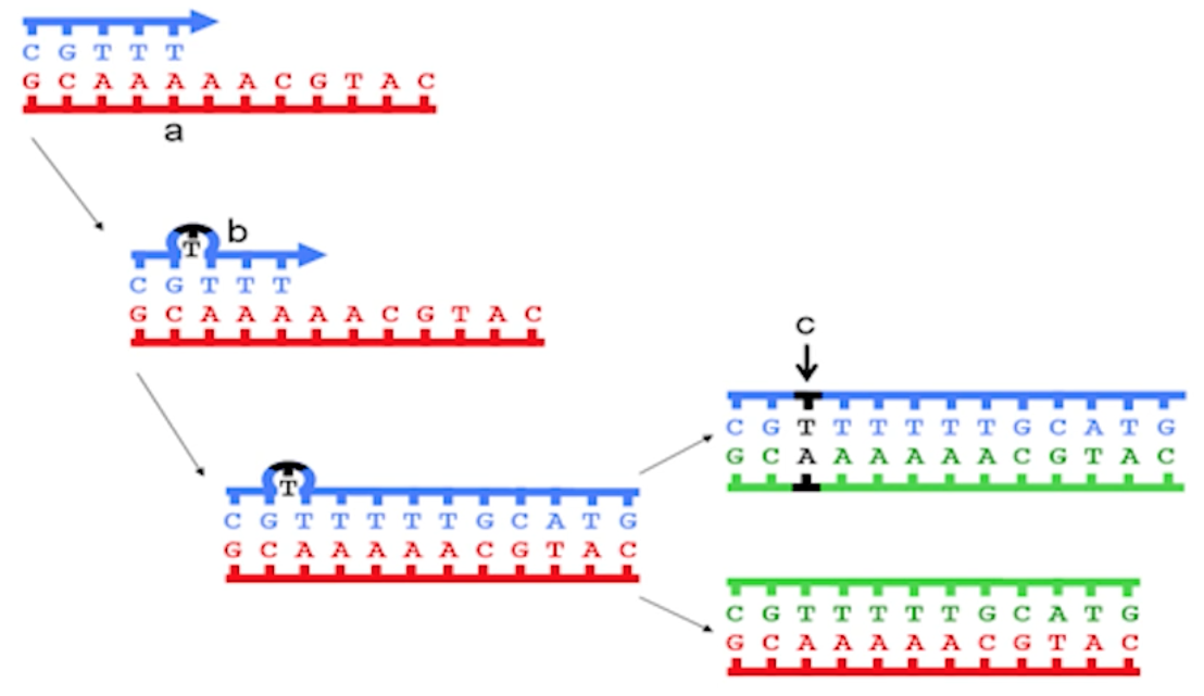 mutations-adn4